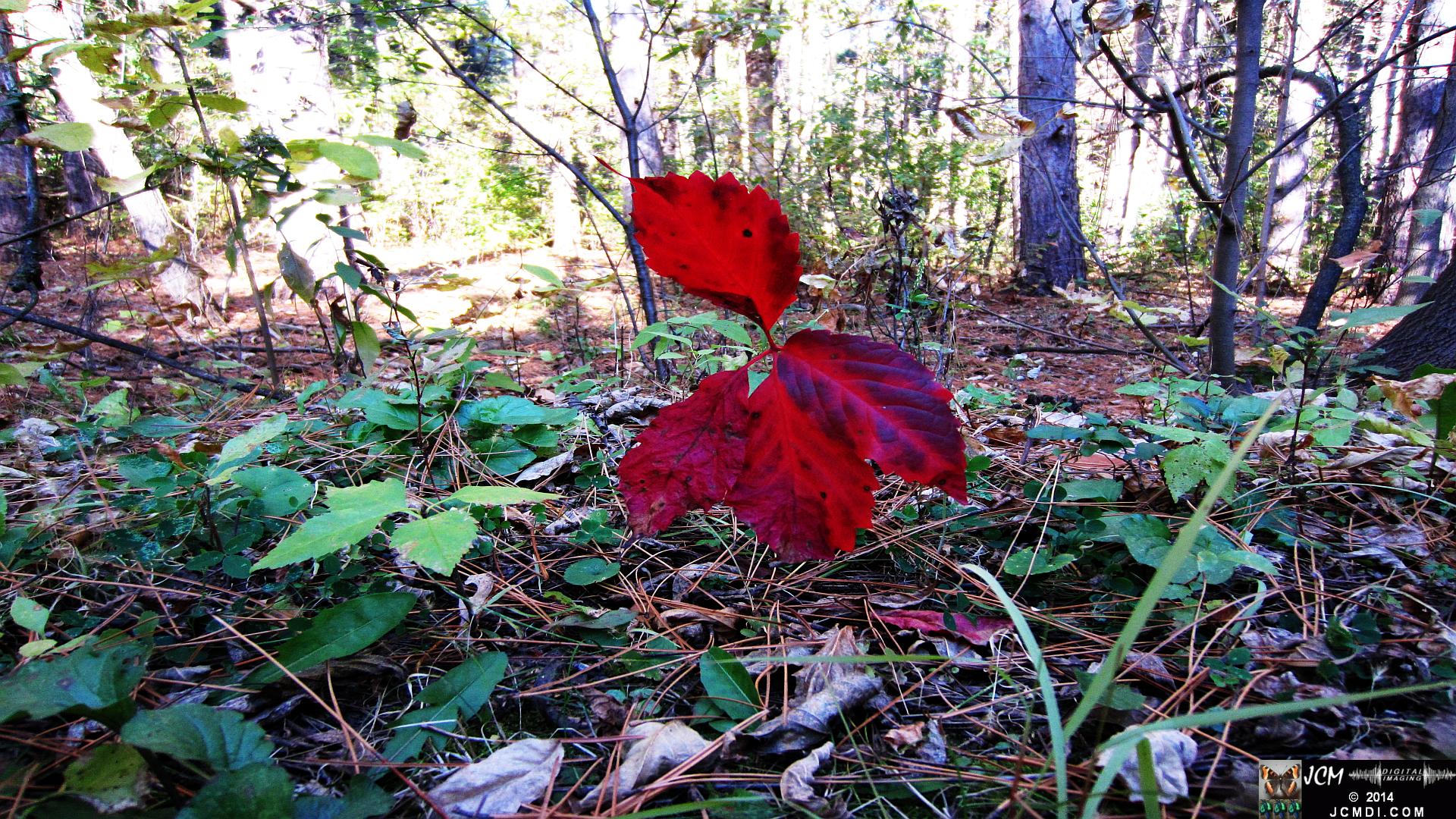 Minnesota Woods first signs of fall - red leaves in forest